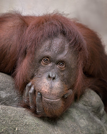 Orangutan