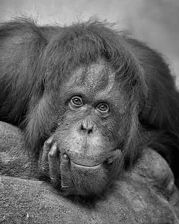 Orangutan