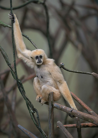 White-Cheeked Gibbon