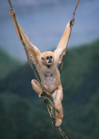 White-Cheeked Gibbon