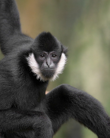 White-Cheeked Gibbon