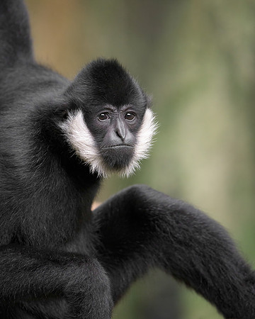 White-Cheeked Gibbon