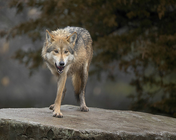 Mexican Grey Wolf