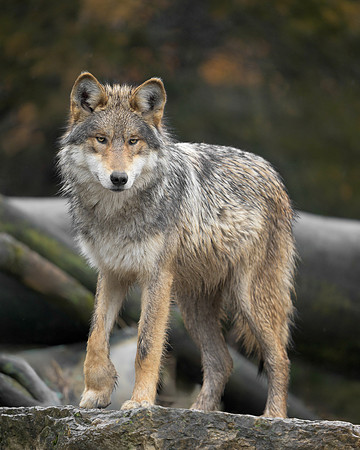 Mexican Grey Wolf