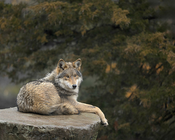 Mexican Grey Wolf