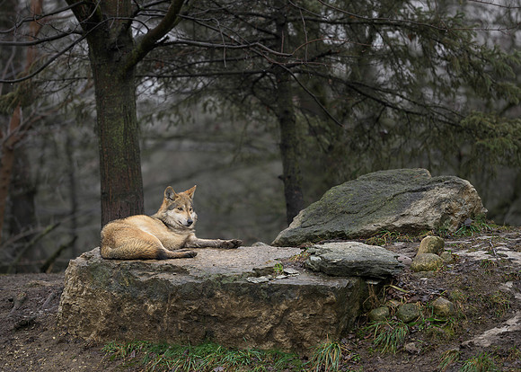 Mexican Grey Wolf