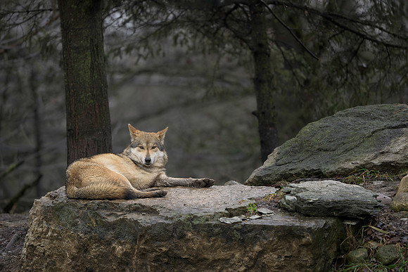 Mexican Grey Wolf