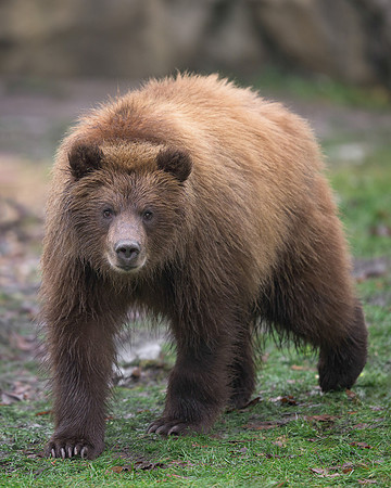 Brown bear cub