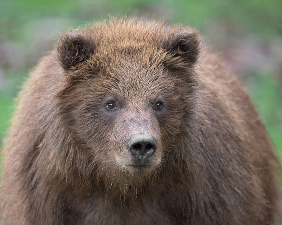 Brown bear cub