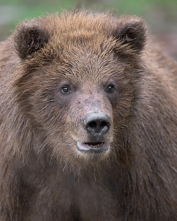 Brown bear cub