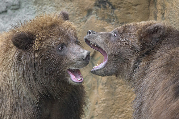 Brown bear cub