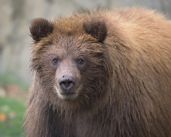Brown bear cub