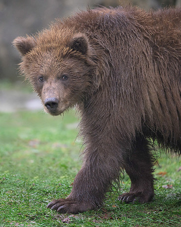 Brown bear cub