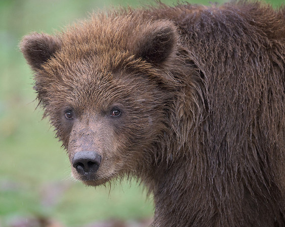 Brown bear cub
