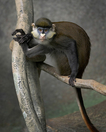 Guenon