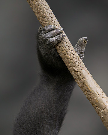 Gorilla hand