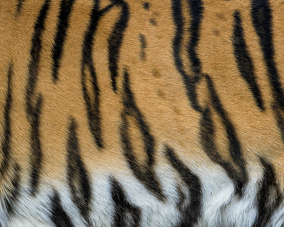 Tiger stripes