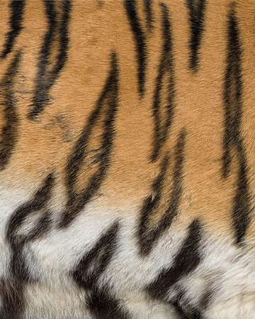 Tiger stripes