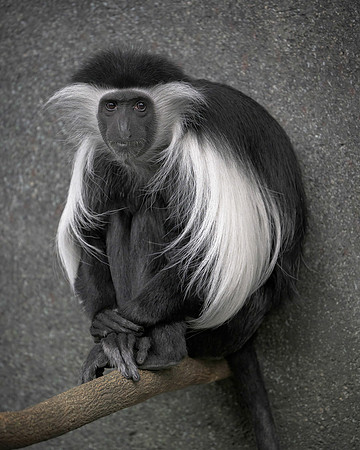 Angolan Colobus