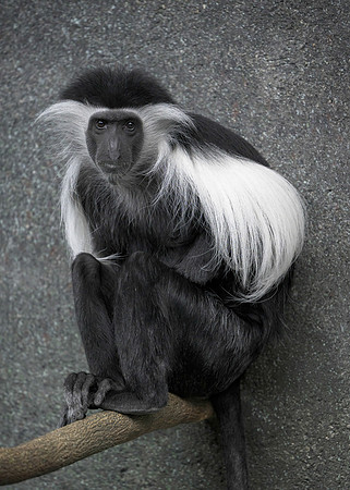 Angolan Colobus