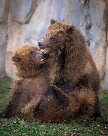 Brown bears