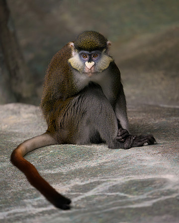 Guenon