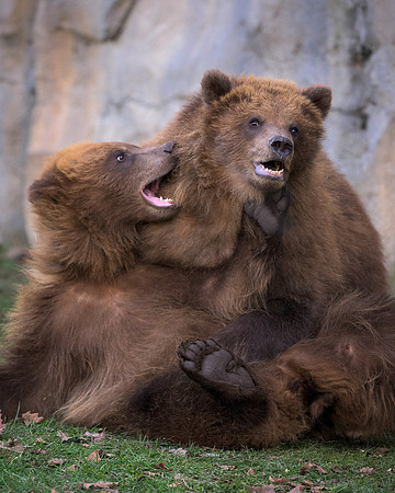 Brown bears