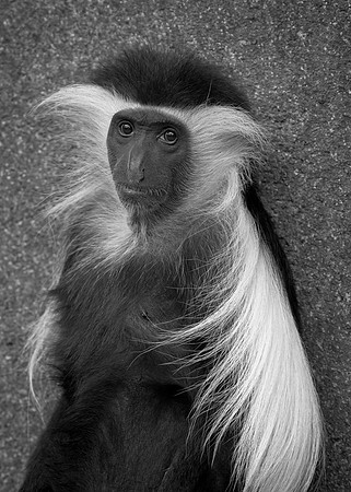 Angolan Colobus