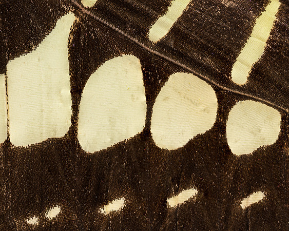 Butterfly wing