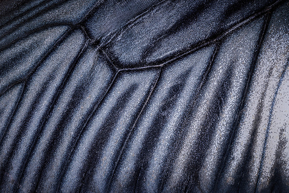 Butterfly wing