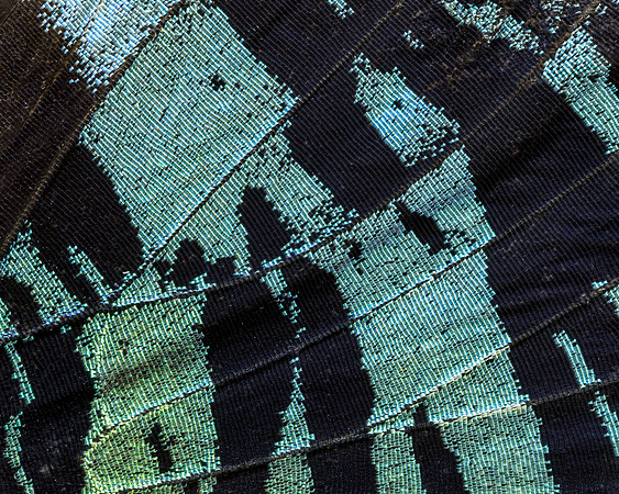 Butterfly wing