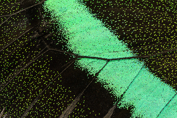 Butterfly wing