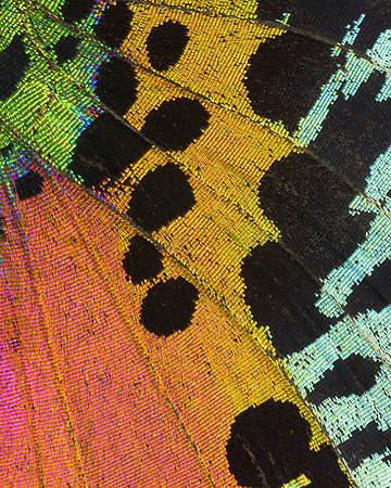Butterfly wing