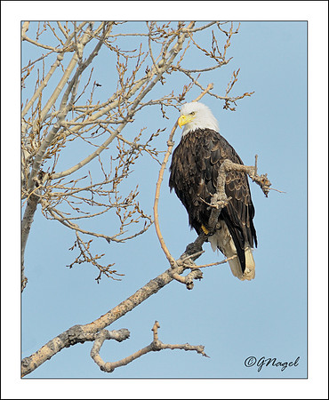 American eagle