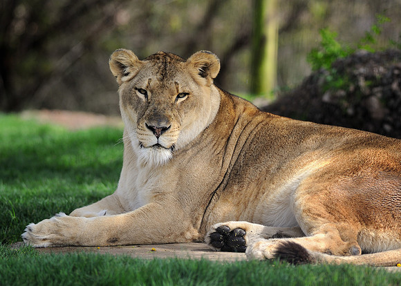 African lion