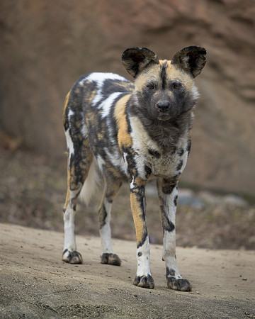 African Wild Dog