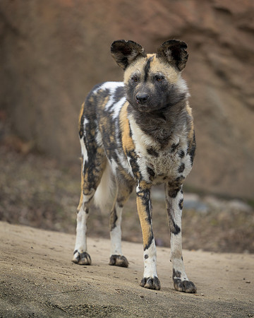 African Wild Dog