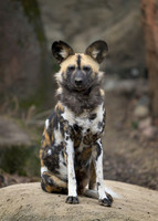 African Wild Dog