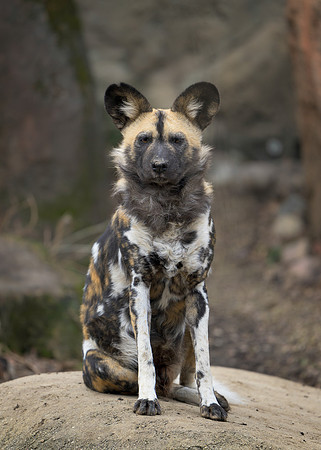 African Wild Dog