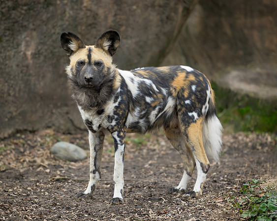 African Wild Dog