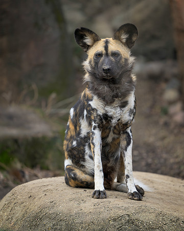 African Wild Dog