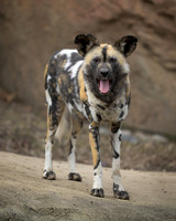 African Wild Dog