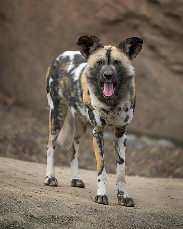 African Wild Dog
