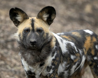 African Wild Dog