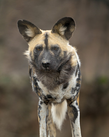 African Wild Dog