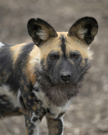 African Wild Dog