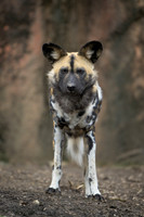 African Wild Dog
