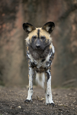 African Wild Dog