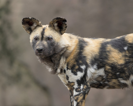 African Wild Dog