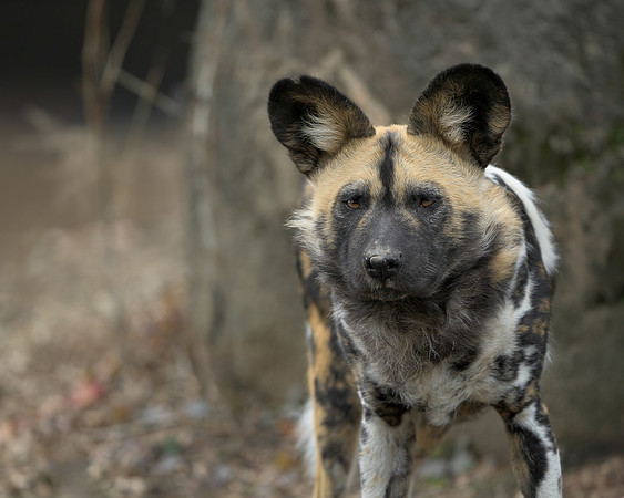 African Wild Dog